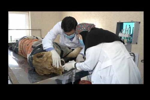 پناه جان به شبکه مستند آمد